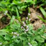 Pseudelephantopus spicatus Flower