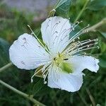 Capparis spinosaКвітка