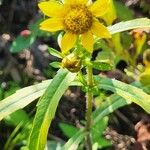 Bidens cernua Blomma