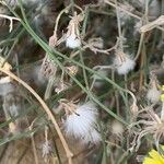 Launaea nudicaulis Fruit