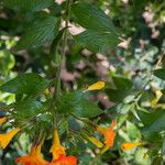 Streptosolen jamesonii Flor