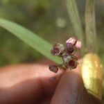 Polystachya fusiformis Flower