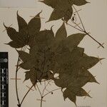 Acer campbellii Kita