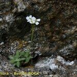 Draba dubia Hábito