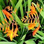 Crocosmia × crocosmiiflora عادت داشتن