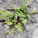 Asplenium ruta-muraria Blad