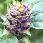 Prunella vulgaris Кветка