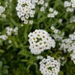 Lobularia maritima花