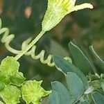 Bryonia verrucosa