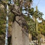 Ceiba insignis Bark