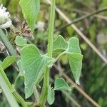 Mikania periplocifolia Feuille