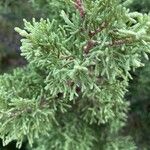 Juniperus phoenicea Frukt