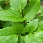 Zizia aurea Leaf