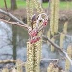 Alnus serrulata Blüte