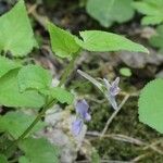 Viola rostrata Habit