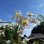 Lilium formosanum Květ