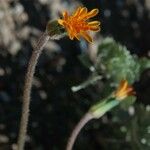 Agoseris aurantiaca Цветок