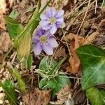 Hepatica nobilisFlors