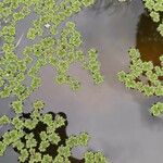 Azolla filiculoides Lapas