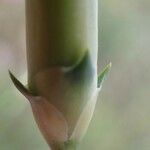 Dianthus godronianus Altul/Alta
