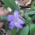 Ruellia geminiflora Цвят