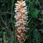 Orobanche laserpitii-sileris Λουλούδι