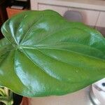 Alocasia cucullataЛист