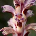 Orobanche cernua Flower
