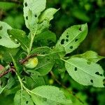 Salix myrsinifolia Лист