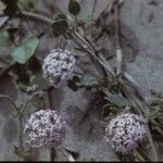 Abronia umbellata ശീലം