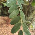 Sophora macrocarpa Лист