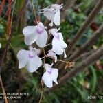 Ionopsis utricularioides ᱵᱟᱦᱟ