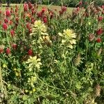Castilleja indivisa Flor
