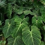 Philodendron gloriosum Blad