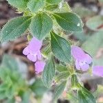 Clinopodium acinos Fiore