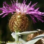 Centaurea jordaniana 花