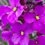 Erysimum linifolium Flower