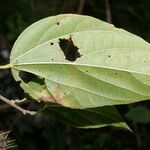 Ayenia catalpifolia Folha