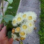 Angophora hispida ᱵᱟᱦᱟ