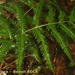 Pteris incompleta Други
