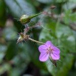 Geranium purpureumKwiat