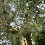 Pinus sylvestrisBlad