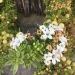 Iberis semperflorens Çiçek