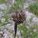 Echinacea tennesseensis Plod