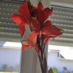 Canna indica Floro