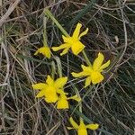 Narcissus assoanus फूल