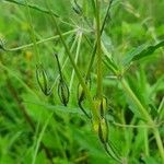 Monsonia angustifolia Vrucht