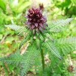 Pedicularis recutita Flor