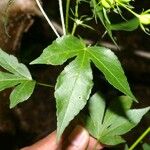 Croton lobatus Leaf