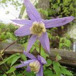 Clematis alpina 花